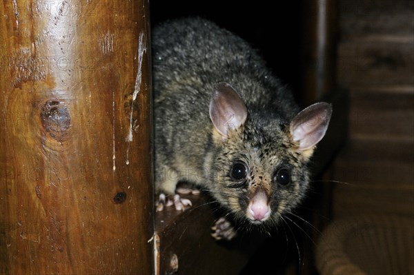 Common brushtail possum