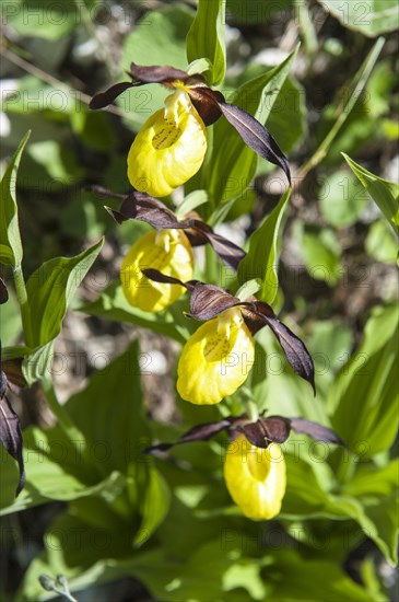 Yellow lady's slipper orchid