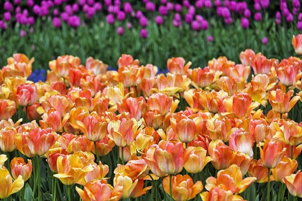 Orange tulips