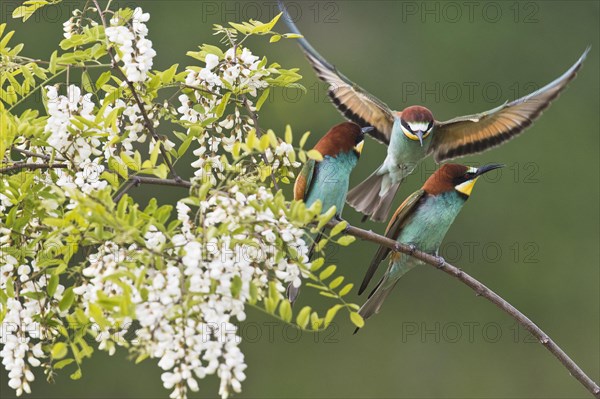 Bee-eater