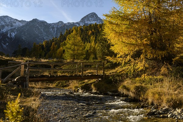 Autumn larches