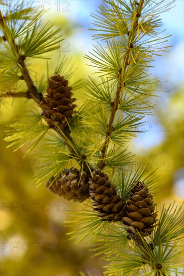 Autumnal yellow larch