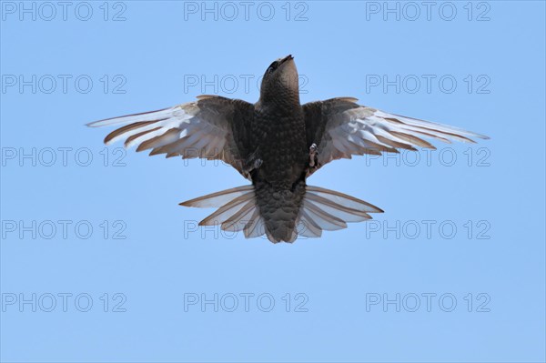 Common swift