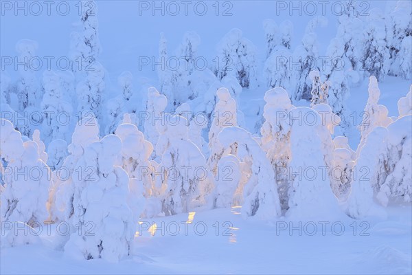 Snow covered trees at sunset