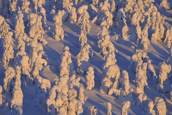 Snow covered trees at sunrise