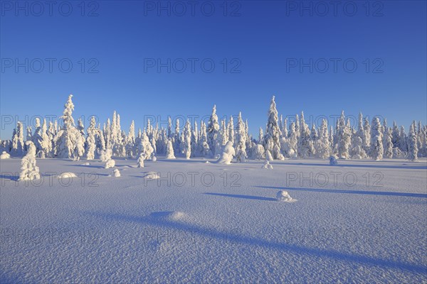 Snow covered winter landscape