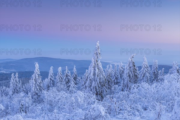 Snow Covered Conifers Trees at Dawn. Winter