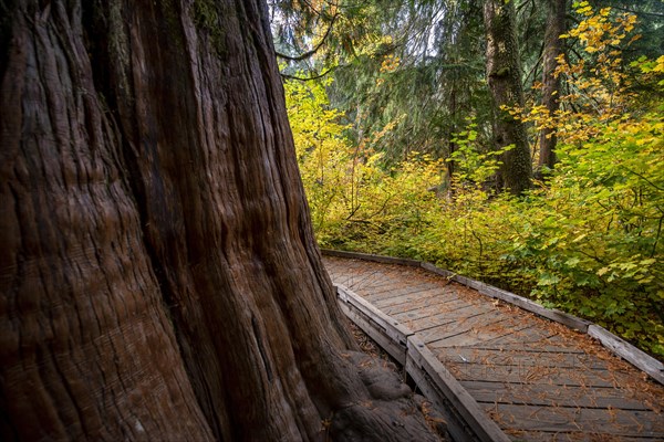 Wooden path around a thick western red cedar