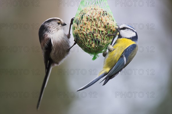 Long-tailed tit