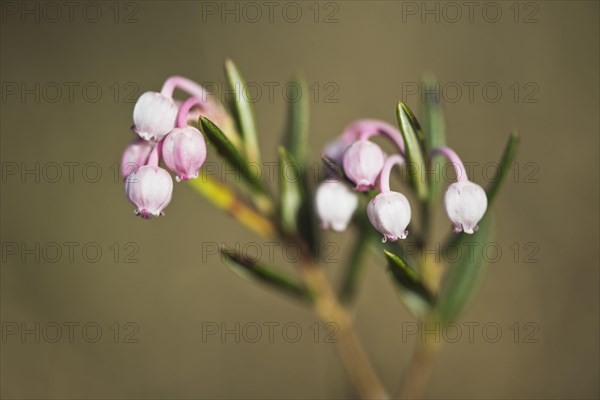 Bog rosemary