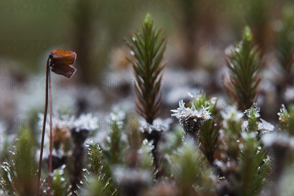 Common haircap moss