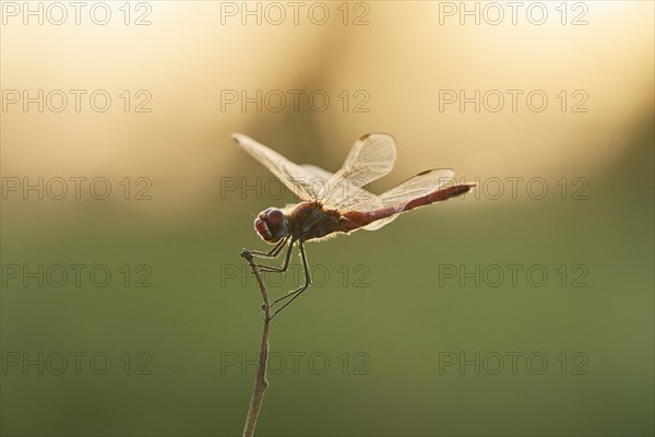 Red-veined darter