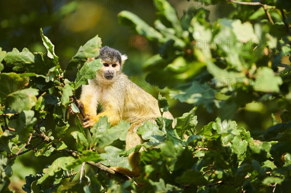 Common squirrel monkey