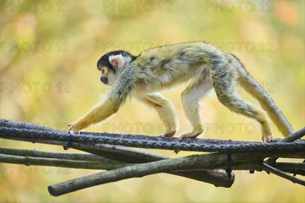 Common squirrel monkey