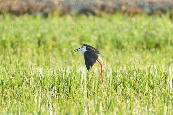 Black-winged stilt