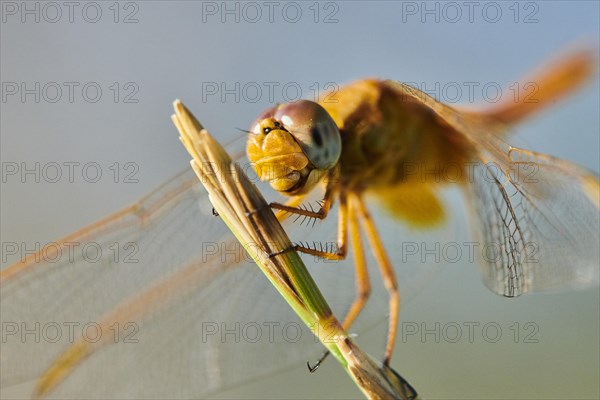 Red-veined darter