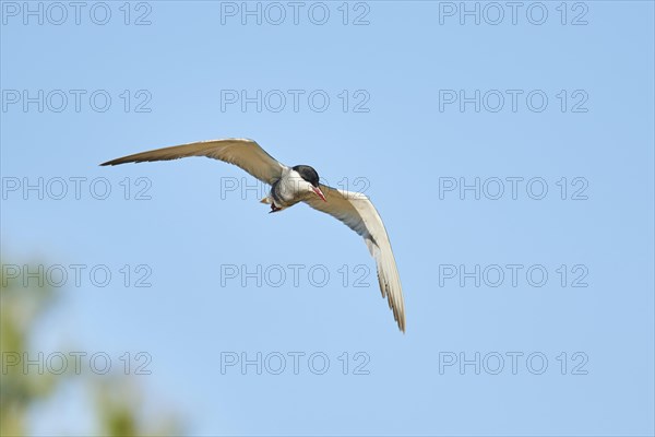 Whiskered tern