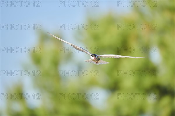 Whiskered tern