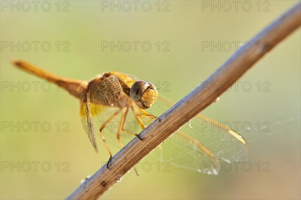 Red-veined darter