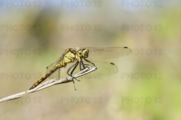 Red-veined darter