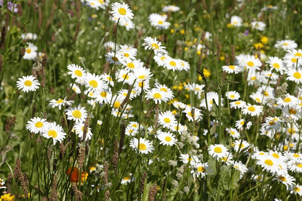 Marguerite