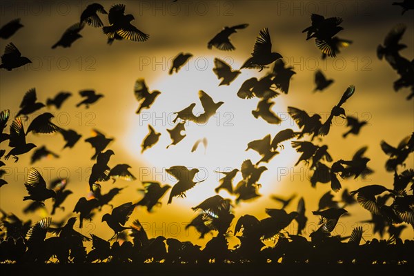 A mega flock of red-billed quelea