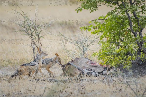 Black-backed jackal