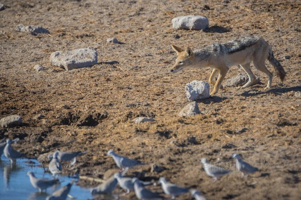 Black-backed jackal