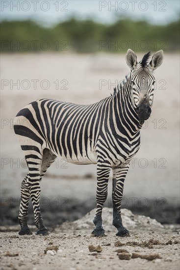 Hartmann's mountain zebra