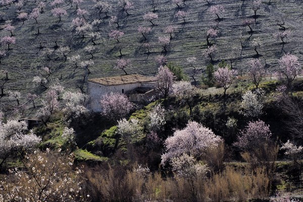 Several flowering almond trees in front of country house on hillside