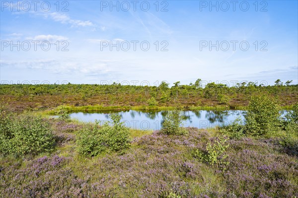 Black bog