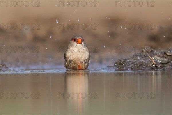 Common waxbill