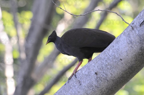 Orange-footed scrubfowl