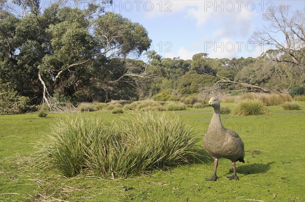 Cape barren goose