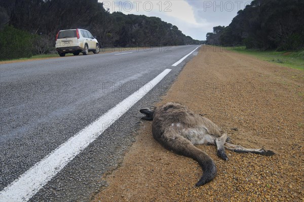 Roadkill