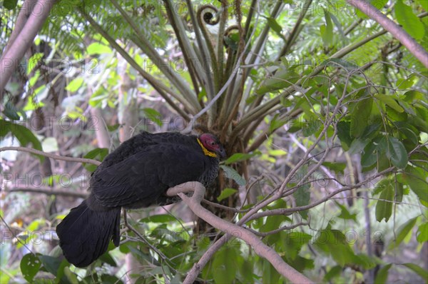 Australian brushturkey