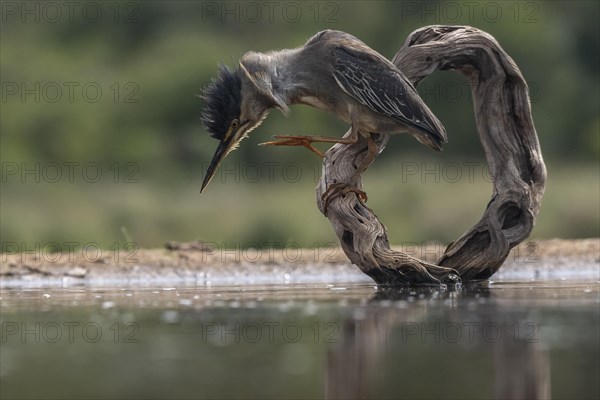 Striated heron