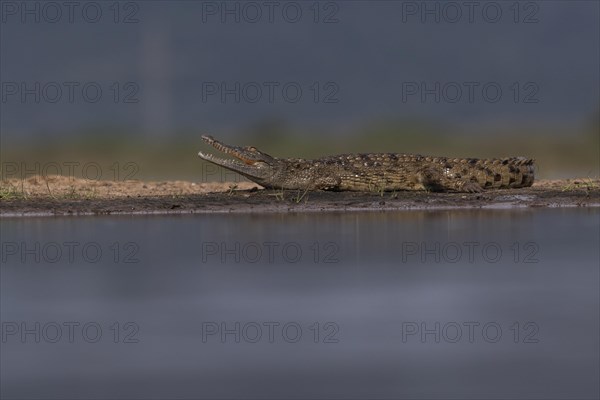 Nile crocodile