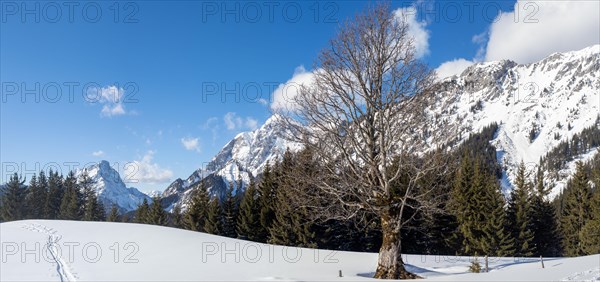 Winter landscape