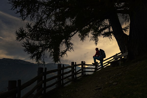 Old fence with mountaineer and large tree as silhouette at sunset