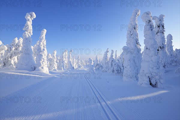 Cross-country ski trail with sun