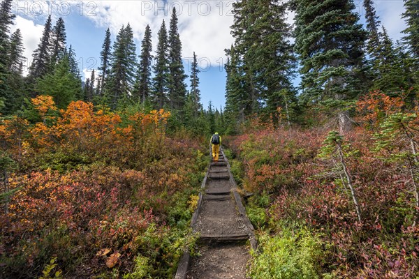 Hikers on a trail through autumn coloured bushes and forest