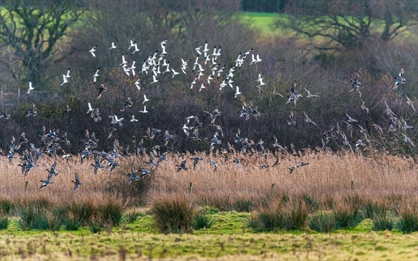 Pied Avocets and Eurasian Wigeons in a flight over Marshland