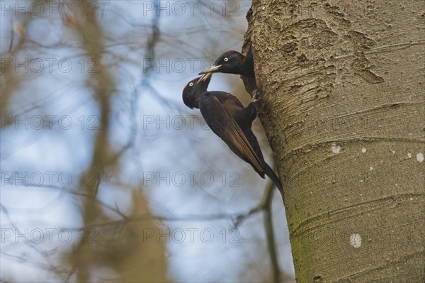 Black woodpecker