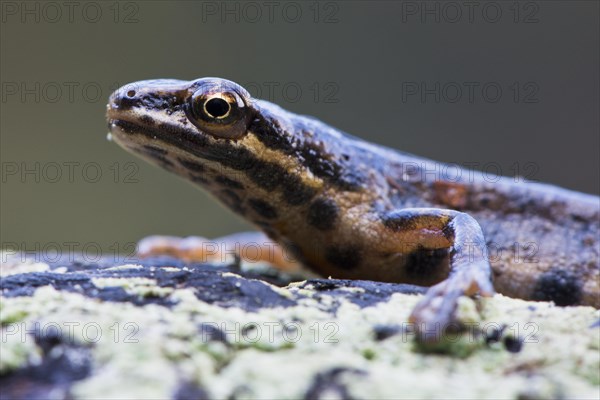 Common newt