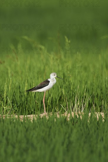 Black-winged stilt