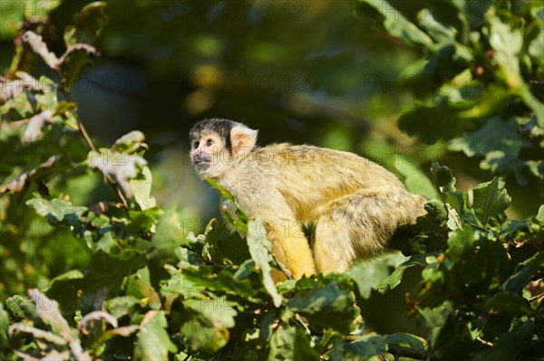 Common squirrel monkey