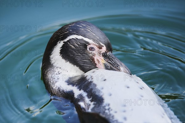 Humboldt penguin