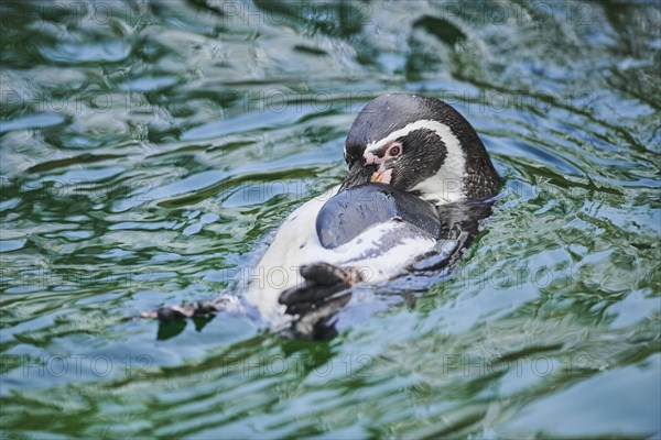 Humboldt penguin