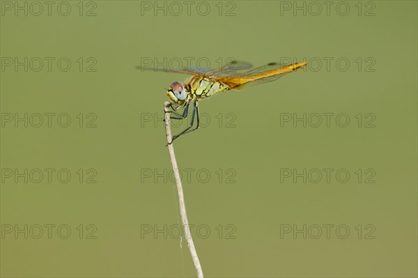 Red-veined darter